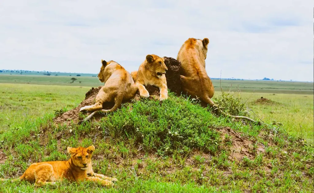 2 Days Tanzania Budget Safari