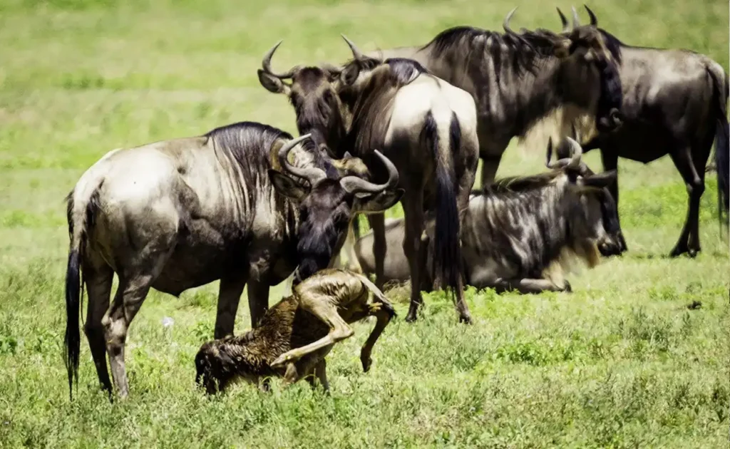 4 Days Ndutu Migration Safari Calving Season