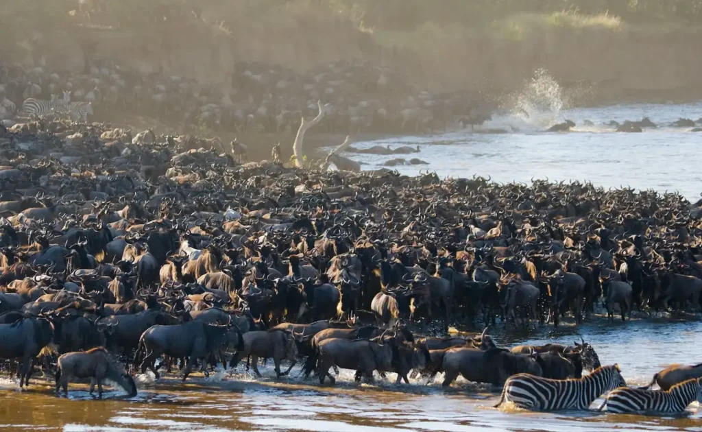 5-Day Great Migration Fly in from Zanzibar