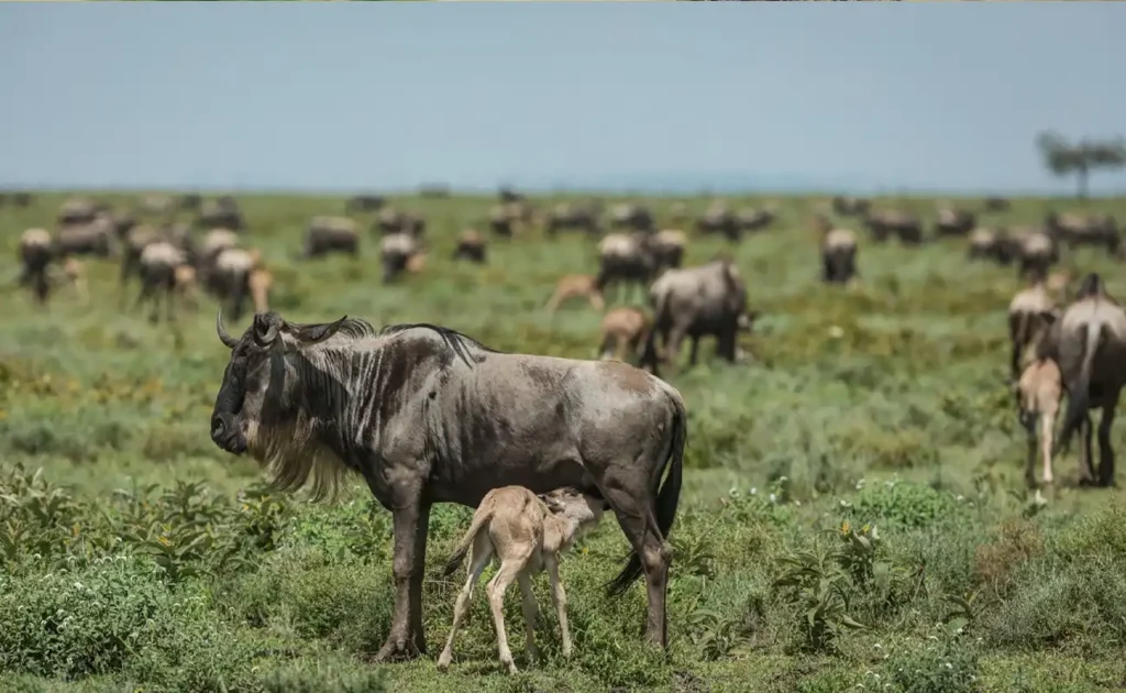 5 Day Ndutu Calving Season Serengeti Migration Safari