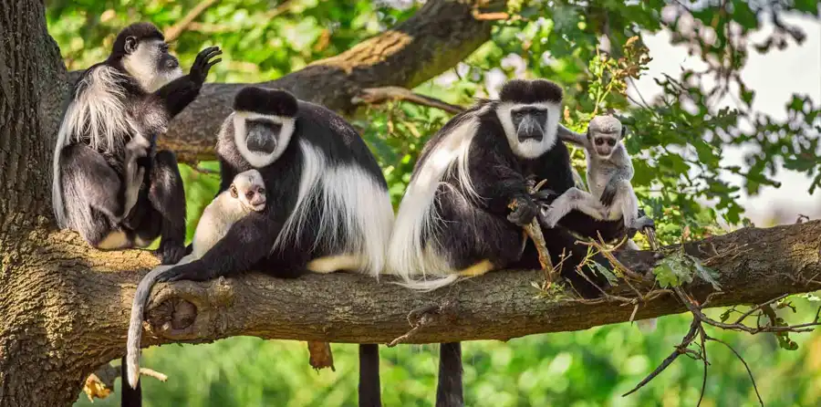 Arusha National Park