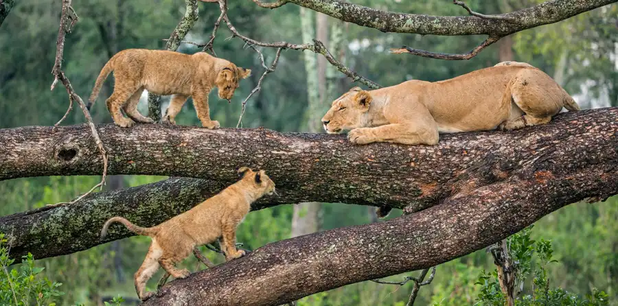 Lake Manyara National Park