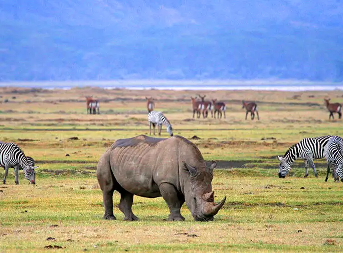 Ngorongoro Conservation Explore Green Africa Safaris