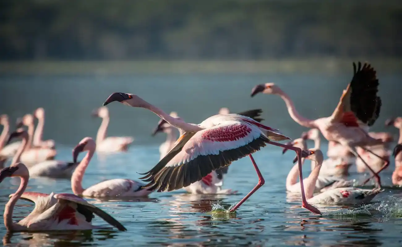 Things to do in lake manyara national park