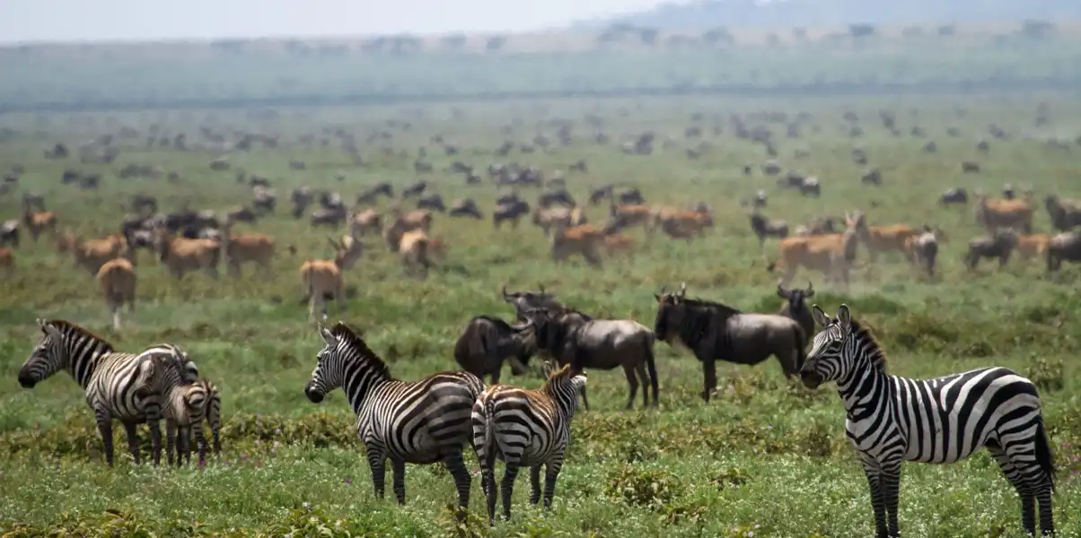 The Great Migration in April and May