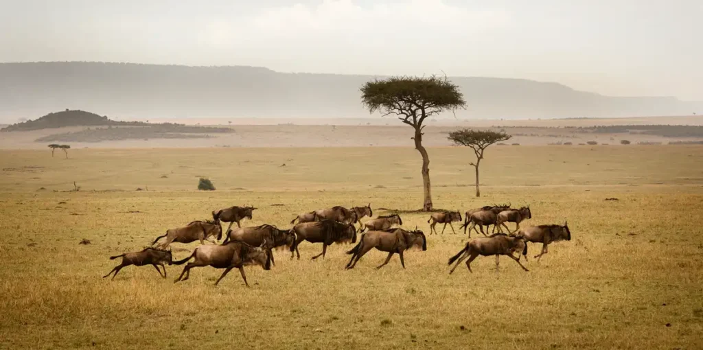 The Great Migration in January, February and March