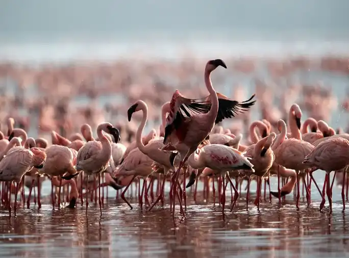 Lake Natron